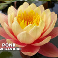 Perry's Orange Sunset Water Lily <br> Large Hardy Water Lily  <br> - pondmegastore