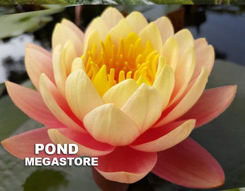 Perry's Orange Sunset Water Lily  Large Hardy Water Lily   - pondmegastore