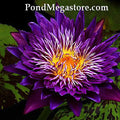 Plum Crazy Water Lily <br> Day blooming <br> Medium-Large Water Lily  <br>  Ships Spring 2020 ! - pondmegastore