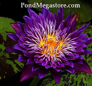 Plum Crazy Water Lily  Day blooming  Medium-Large Water Lily    Ships Spring 2020 ! - pondmegastore