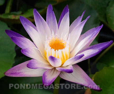 Purple Joy Water Lily  Day blooming  Medium-Large Water Lily   Ships Spring 2020 ! - pondmegastore