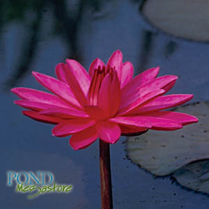 Red Flare Waterlily  Medium-Large, Night Bloomer   Ships Spring 2020 ! - pondmegastore