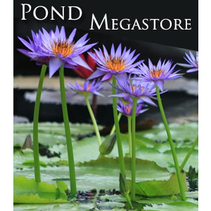 Rhonda Kay Water Lily  Day blooming  Large Water Lily - pondmegastore