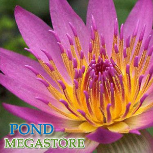 Shirley Bryne Waterlily  Medium-Large, Day Bloomer - pondmegastore