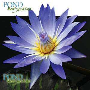 Star Of Siam Water Lily  Blue Day blooming   Ships Spring 2020 ! - pondmegastore