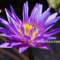 Star Of Zanzibar Water Lily <br> Day blooming <br> Medium-Large Water Lily - pondmegastore