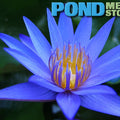 Teri Dunn Waterlily <br> Medium-Large, Day Bloomer <br> Ships Spring 2020 ! - pondmegastore
