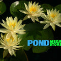 Texas Dawn Waterlily <br> Medium Hardy Hardy Water Lily  <br> - pondmegastore