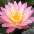 Tropic Sunset Water Lily <br> Day blooming <br> Medium Water Lily <br> Call for Availability until spring 2020 - pondmegastore