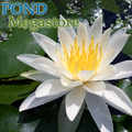 Virginalis Waterlily <br> Large Water Hardy Lily <br> Available April 2020 - pondmegastore
