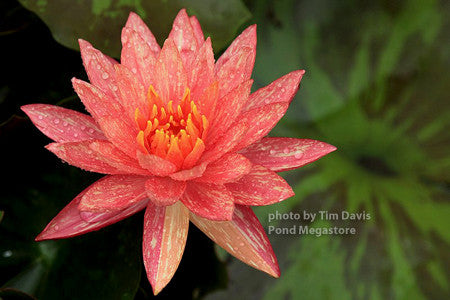 Wanvisa Waterlily  Medium Hardy Water Lily  Award Winner! - pondmegastore