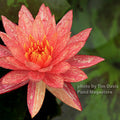 Wanvisa Waterlily <br> Medium Hardy Water Lily <br> Award Winner! - pondmegastore