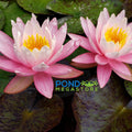 White Hot <br> Top 10 Hardy Water Lily <br> - pondmegastore