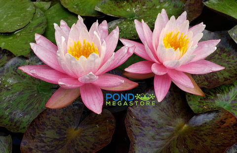 White Hot  Top 10 Hardy Water Lily  - pondmegastore