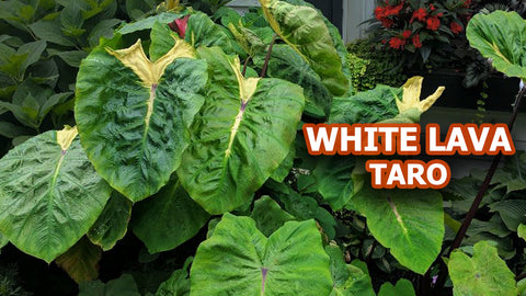 White Lava Taro  (Colocasia)  - pondmegastore