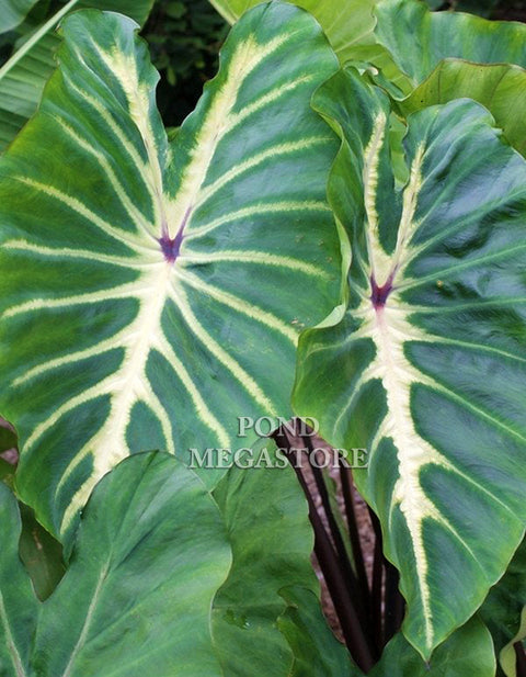 White Lava Taro  (Colocasia)  - pondmegastore