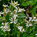 Yerba Mansa, Native<br> (Anemopsis Californica) <br> - pondmegastore
