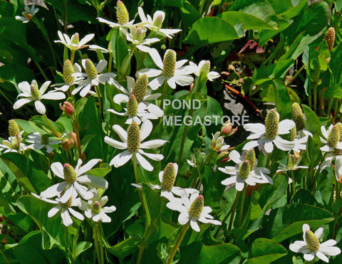 Yerba Mansa, Native (Anemopsis Californica)  - pondmegastore
