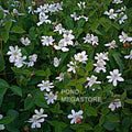 Yerba Mansa, Native<br> (Anemopsis Californica) <br> - pondmegastore
