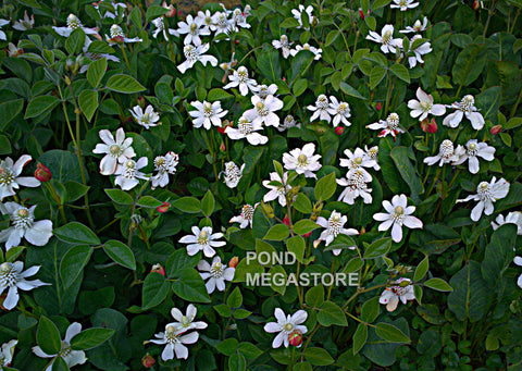 Yerba Mansa, Native (Anemopsis Californica)  - pondmegastore