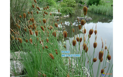 Micro Mini Cattail (Typha minima)  Europa 'Miniature Cattail'  Order for Early Spring 2020 - pondmegastore