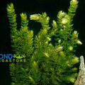 Hornwort (Ceratophyllum Demersum), <br> Best Oxygenating Pond Plant by a mile! <br> Starves algae and protects fish - pondmegastore