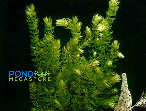 Hornwort (Ceratophyllum Demersum),  Best Oxygenating Pond Plant by a mile!  Starves algae and protects fish - pondmegastore