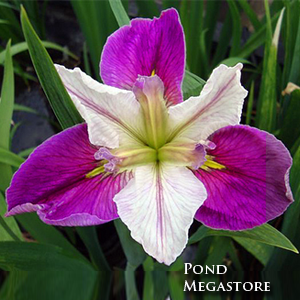 Colorific Louisiana Iris  - pondmegastore