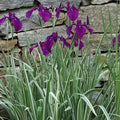 Japanese Variegated Iris <br> (Iris Ensata Variegata) <br> - pondmegastore
