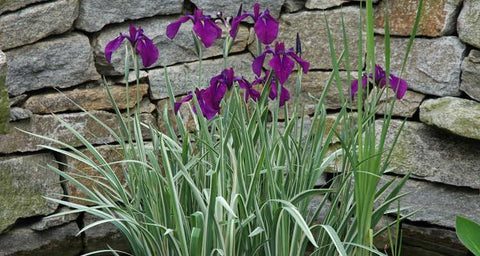 Japanese Variegated Iris  (Iris Ensata Variegata)  - pondmegastore