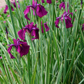 Japanese Variegated Iris <br> (Iris Ensata Variegata) <br> - pondmegastore