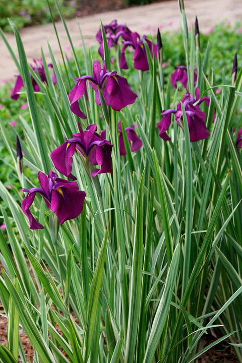 Japanese Variegated Iris  (Iris Ensata Variegata)  - pondmegastore