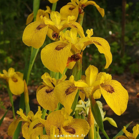 Yellow Iris Davidson Winter Hardy zone 5b-12 - pondmegastore