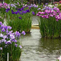 Japanese Variegated Iris <br> (Iris Ensata Variegata) <br> - pondmegastore