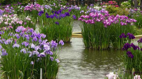 Japanese Variegated Iris  (Iris Ensata Variegata)  - pondmegastore