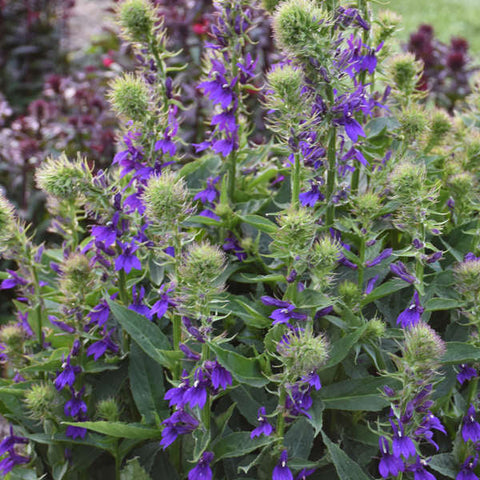 Starship Blue/Purple Lobelia (Lobelia Sp.)