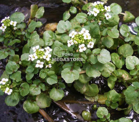 Watercress (Nasturtium Officinale)  edible plants - pondmegastore