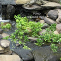 Watercress (Nasturtium Officinale) <br> edible plants - pondmegastore